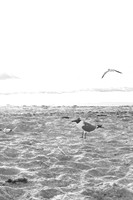_MG_3741-1