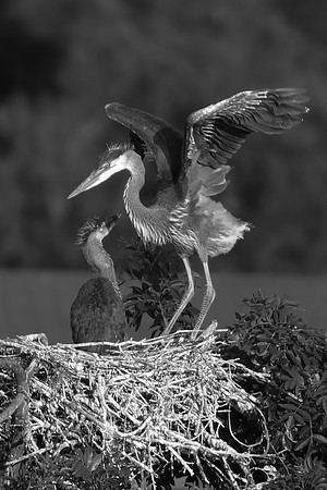 IMG_4385-1