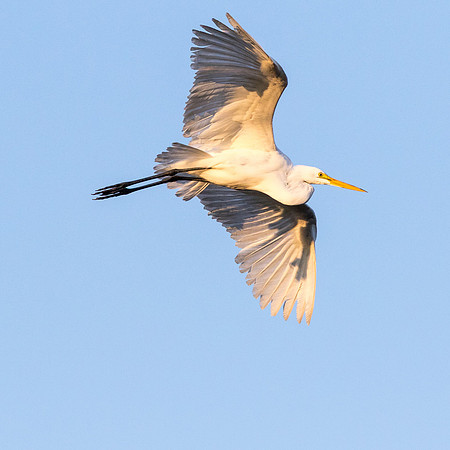 Great Egret_J9A0902-1