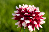 "Dahlia". Submitted to 2010 Iowa State Fair, not displayed.