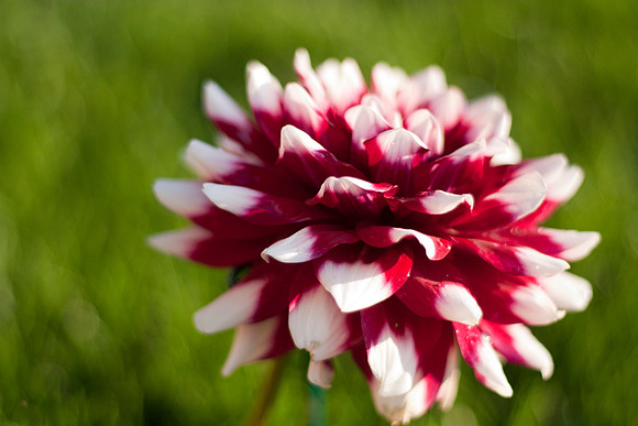"Dahlia". Submitted to 2010 Iowa State Fair, not displayed.