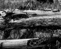 IMG_6197-1
