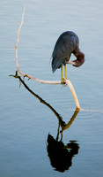 Little Blue Heron and Reflection