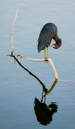 Little Blue Heron and Reflection