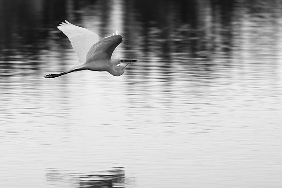 _MG_3116-1