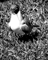 IMG_5011-1