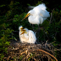 Great Egrets_67A0668-1