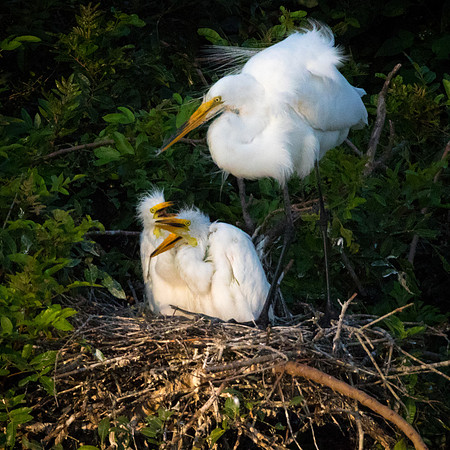 Great Egrets_67A0668-1