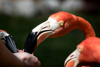 Dana feeding the flamingos_J9A3188-1