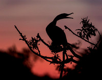 Cormorant silhouette_67A0281-1