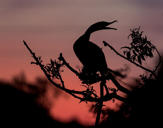 Cormorant silhouette_67A0281-1
