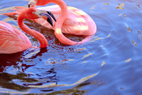 Flamingi?