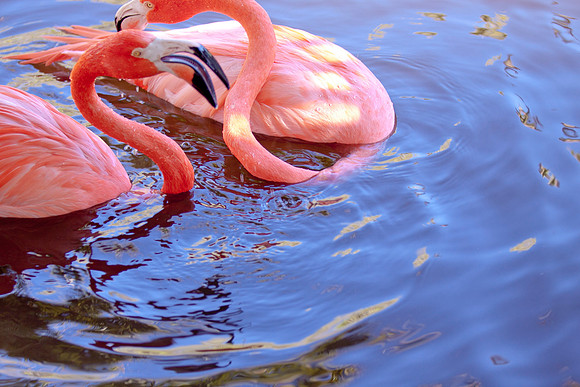 Flamingi?