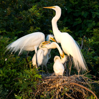 Great Egret family_67A0477-1