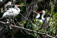 _MG_3788-1