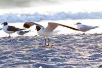 03.16.14 Manasota Beach Sunset