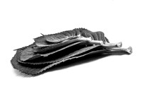 _MG_8422-1-2