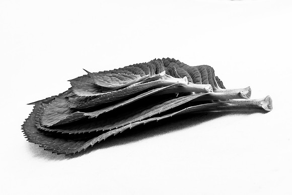 _MG_8422-1-2
