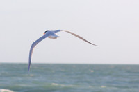 _MG_3669-1