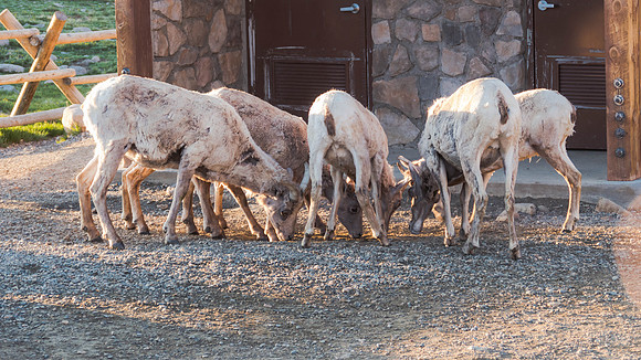 P1030464-1