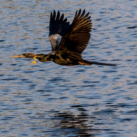 Anhinga_J9A0899-1