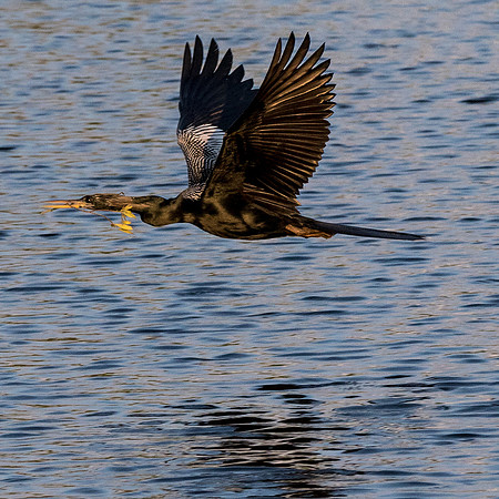 Anhinga_J9A0899-1