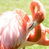 Flamingo_J9A3251-1