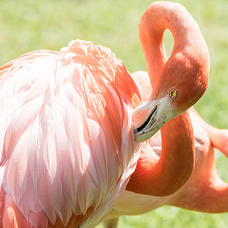 Flamingo_J9A3251-1