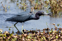 _MG_3528-1