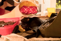 Rats 2