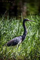 _MG_3794-1