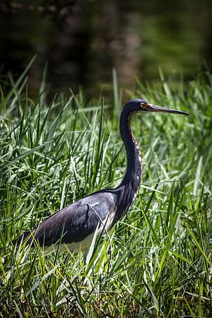 _MG_3794-1