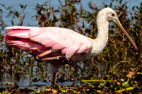 _MG_3595-1