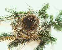 Bird's Nest 12.2014