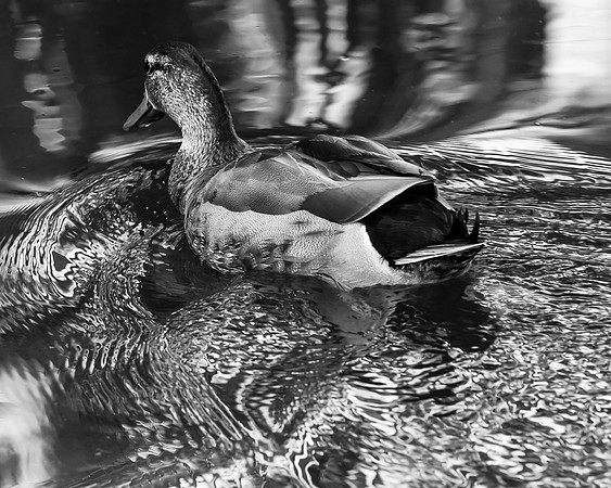 IMG_4999-1