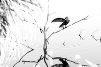 _MG_3071-1