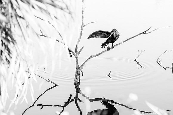 _MG_3071-1