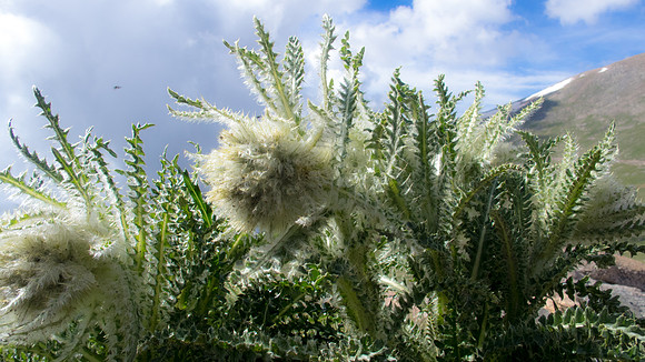 P7130329-1
