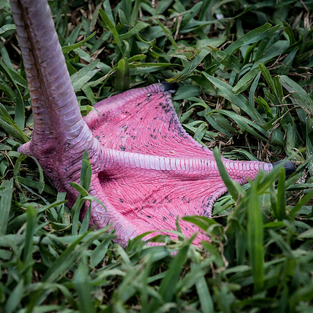 Flamingo foot_J9A3204-1