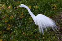 _MG_3951-1
