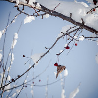 _MG_9920-1