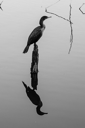_MG_3081-1