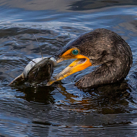 Cormorant with Catfish_J9A1432-1