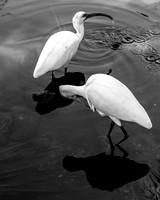 IMG_5033-1