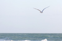 _MG_3671-1