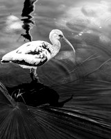 IMG_5035-1