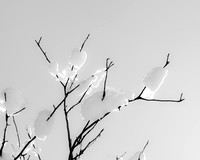 _MG_9875-1