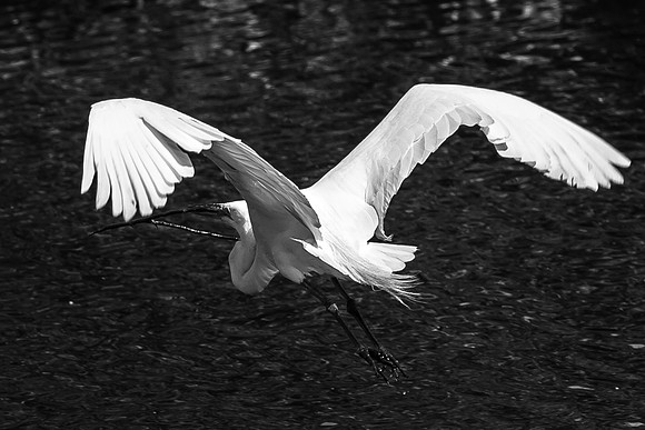 _MG_4068-1