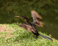 IMG_5717-1
