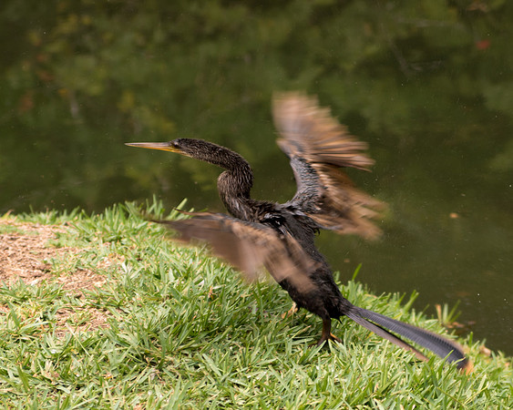 IMG_5717-1